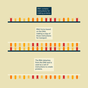 Our current system of information distribution is a path from RNA to DNA to RNA to protein.